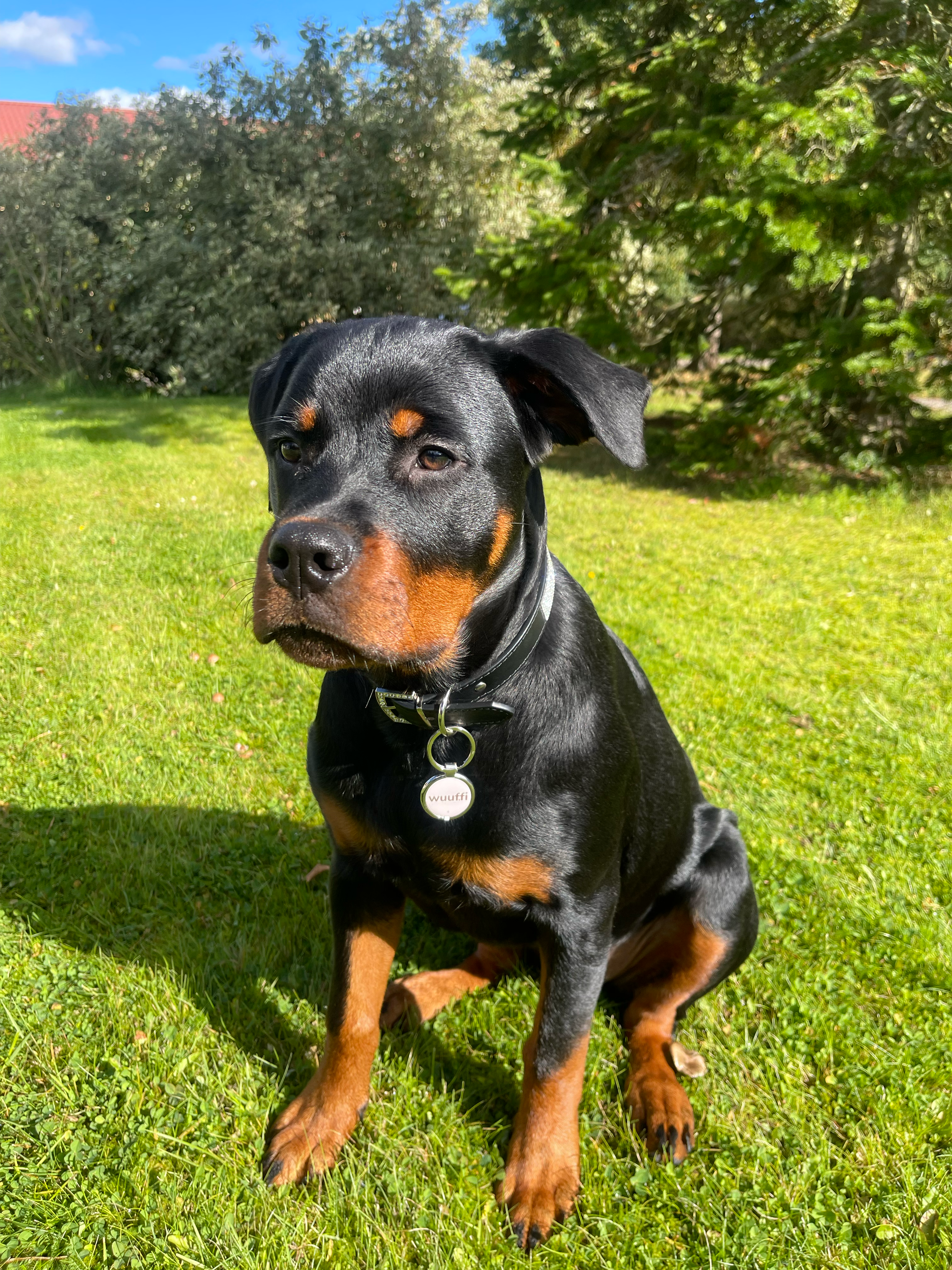 Rottweiler Blansa Wuuffi-tagi kaulapannassa